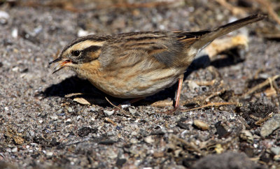 Black-Throated Accentor (Prunella atrogularis), Svartstrupig järnspar
