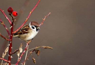 Eurasian Tree Sparrow (Passer montanus), Pilfink