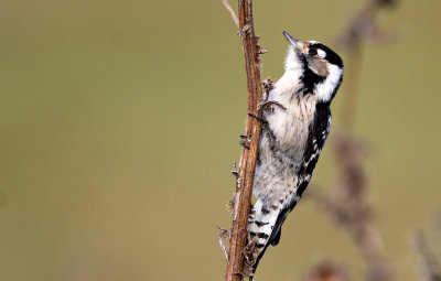 Lesser Spotted Woodpecker (Mindre hackspett)