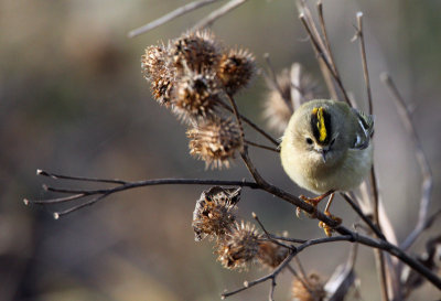 Goldcrest (Kungsfgel)