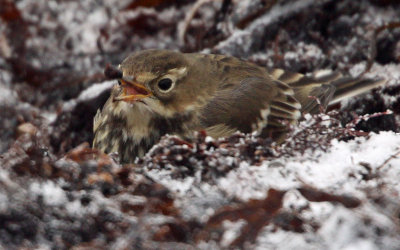 Buff-bellied Pipit (Anthus rubescens), Hedpiplrka