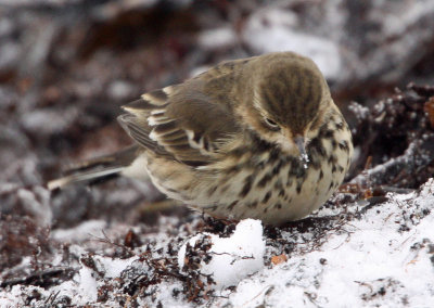 Buff-bellied Pipit (Anthus rubescens), Hedpiplrka