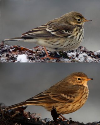 Buff-bellied Pipit (Anthus rubescens), Comparison possible japonicus upper, rubescens lower