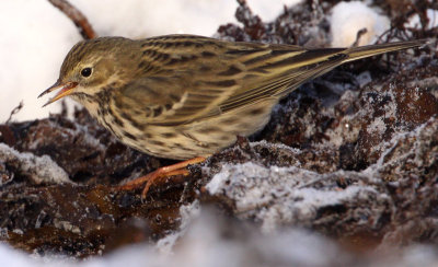 Meadow Pipit (Anthus pratensis), ngspiplrka