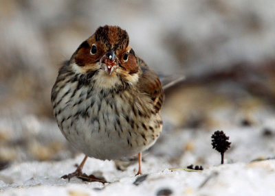 Little Bunting (Emberiza puzilla), Dvrgsparv