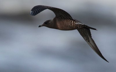 Fjllabb	Stercorarius longicaudus	Long-tailedSkua 