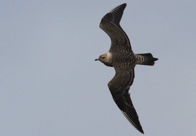 Fjllabb	Stercorarius longicaudus	Long-tailedSkua 