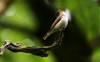 Mindre flugsnappare	Ficedula parva	Red-breasted Flycatcher 