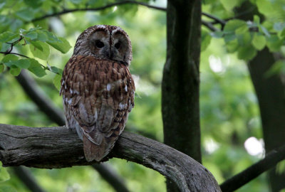 Kattuggla	Strix aluco	Tawny Owl 