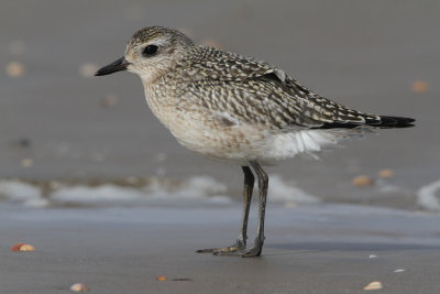 Kustpipare	Pluvialis squatarola	Grey Plover 