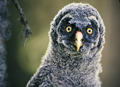 Great Grey Owl (Strix nebulosa)