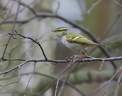 Pallas's Leaf Warbler (Phylloscopus proregulus)