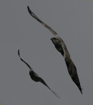 Rough-legged Buzzard (Buteo lagopus)