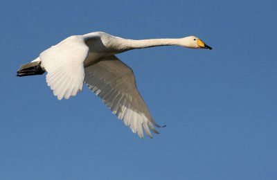 Whooper Swan (Cygnus cygnus), Sngsvan