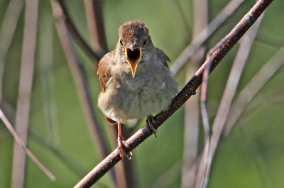 Thrush Nightingale (Luscinia luscinia), Nktergal