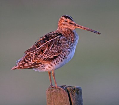 Common Snipe (Gallinago gallinago), Enkelbeckasin