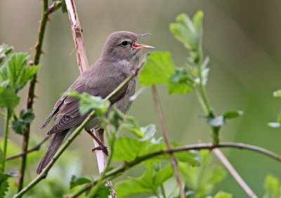 Garden Warbler (Sylvia borin), Trdgrdssngare