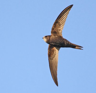 Common Swift (Apus apus), Tornseglare