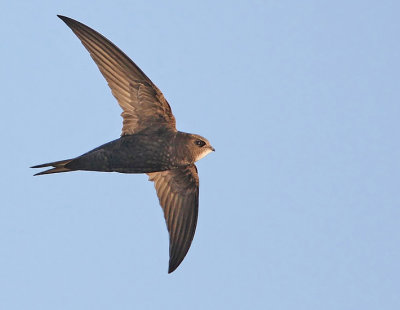 Common Swift (Apus apus), Tornseglare
