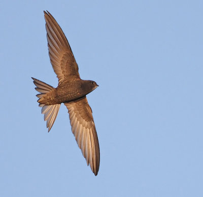 Common Swift (Apus apus), Tornseglare