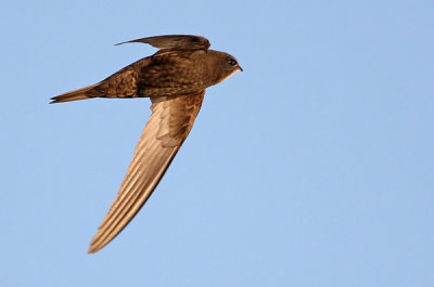 Common Swift (Apus apus), Tornseglare