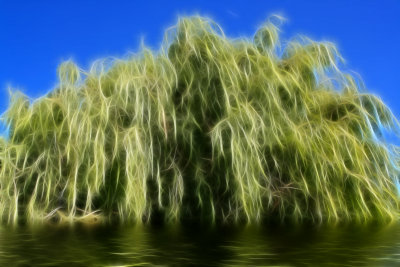 Weeping Willow.jpg