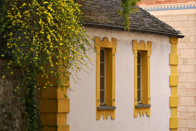 Forsythia