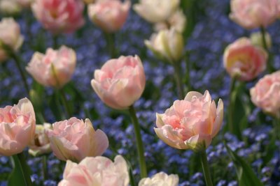Tulips 2