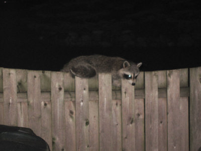 Lounging On My Fence