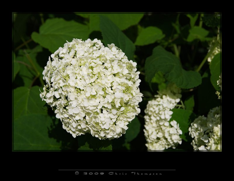 IGP0016 copy.jpg