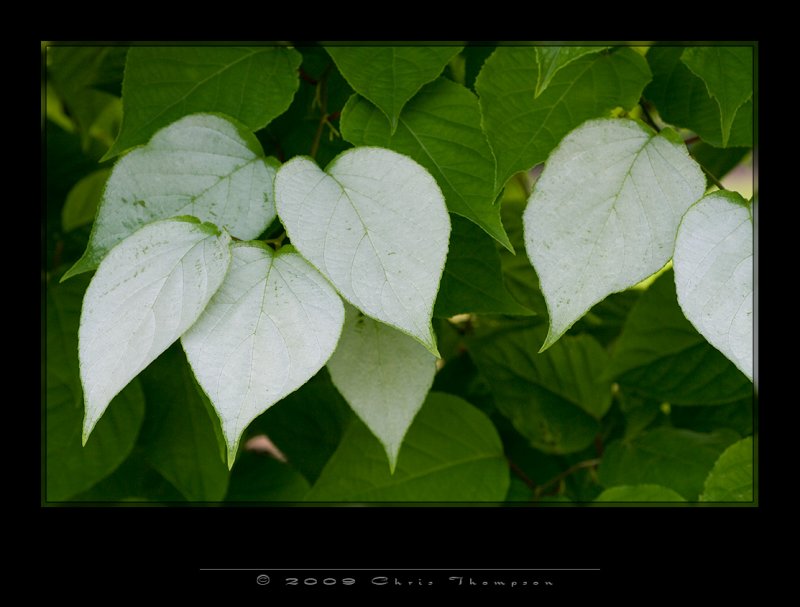 IGP0163 copy.jpg