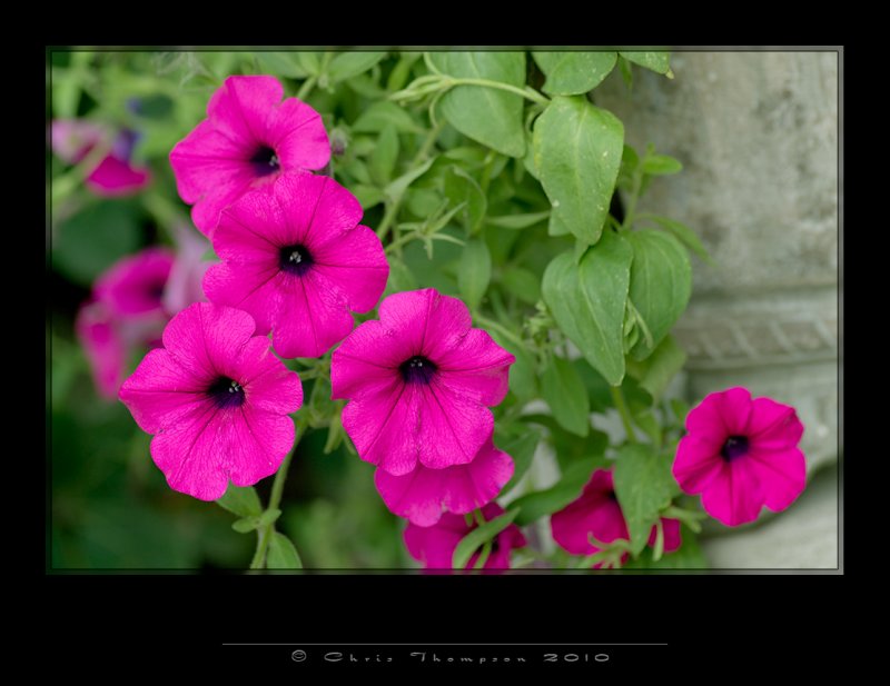 IGP1157 copy.jpg