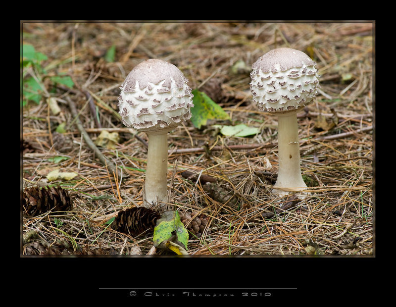 IGP1552 copy.jpg