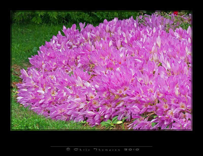 IGP1583 copy.jpg