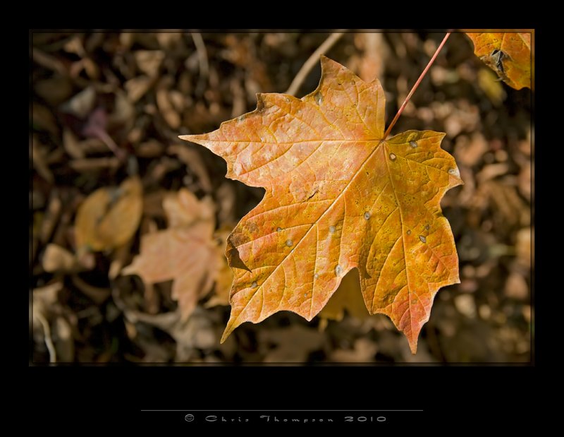 IGP1845 copy.jpg