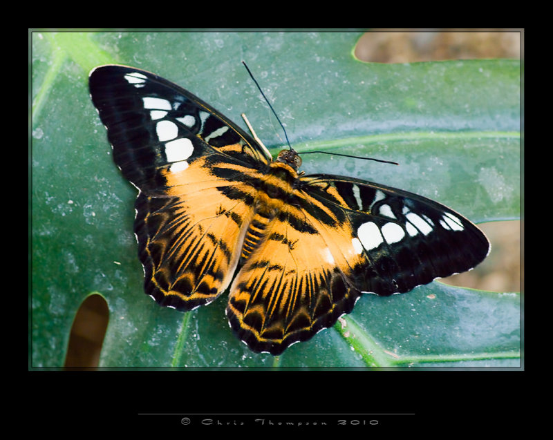 IGP1847 copy.jpg