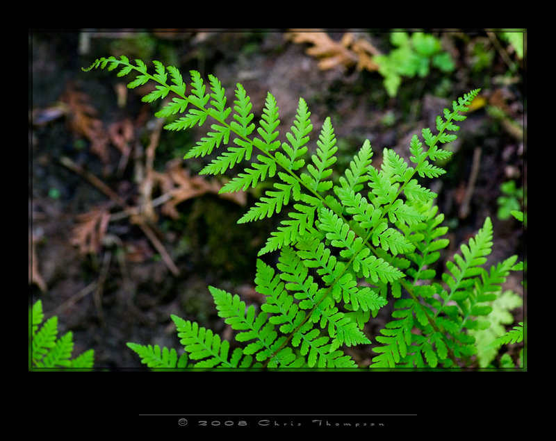 IMG3048 copy.jpg
