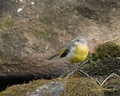 Forsrla (motacilla cinerea)