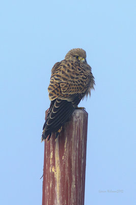 Tornfalk (falco tinnunculus)