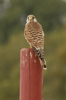 Tornfalk (falco tinnunculus)