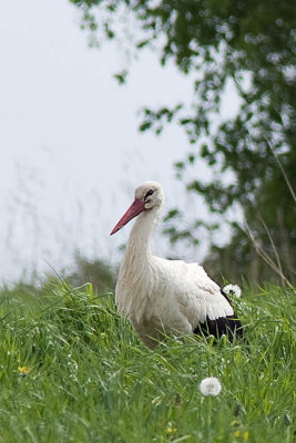 Vit Stork vid Binneberg sjn sten 20080517