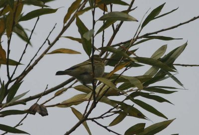 Yellow-browed Warbler Taigasångare (Phylloscopus inornatus)