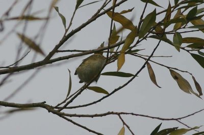 Yellow-browed Warbler  Taigasngare  (Phylloscopus inornatus)