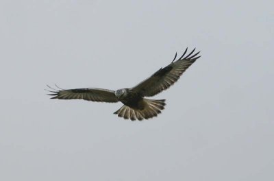 Rough-legged Buzzard  Fjllvrk  (Buteo lagopus)