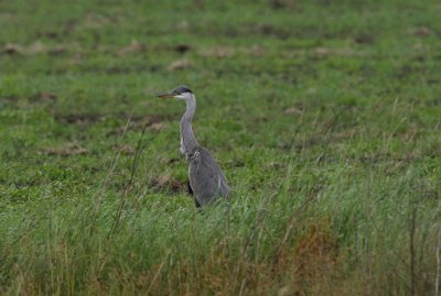 Grey Heron Gråhäger (Ardea cinerea)