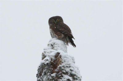 Eurasian Pygmy Owl Sparvuggla (Glaucidium passerinum)