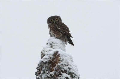 Eurasian Pygmy Owl  Sparvuggla  (Glaucidium passerinum)