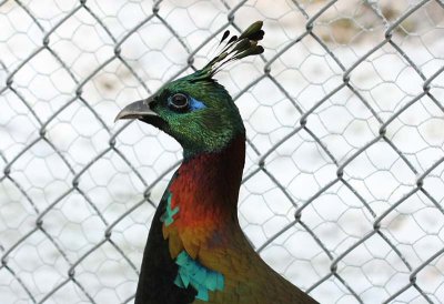 Himalayan Monal