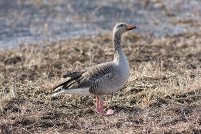Greylag Goose  Grgs  (Anser anser)