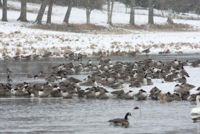 Canada Goose  Kanadags  (Branta canadensis)